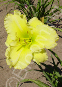 Hemerocallis 'Omo muki'